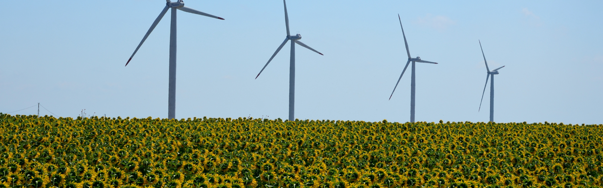 Four wind turbines stand in a field full of blooming sunflowers under a clear blue sky.
