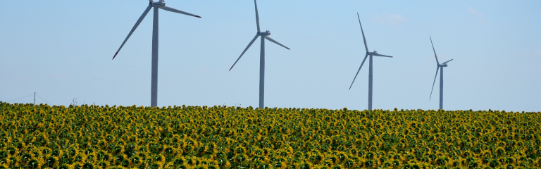 Four wind turbines stand in a field full of blooming sunflowers under a clear blue sky.