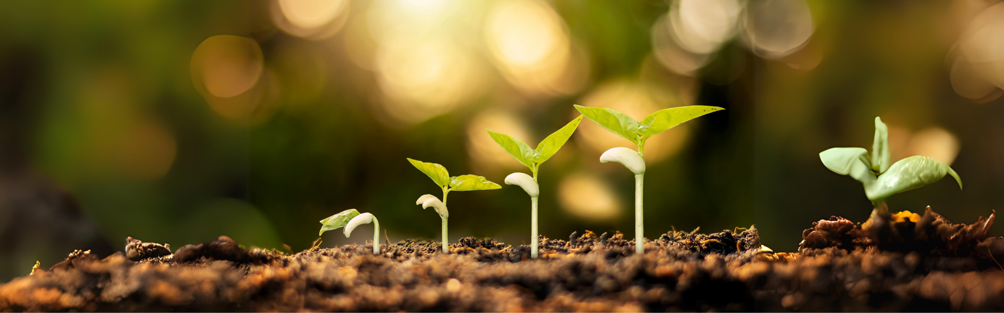 Four green seedlings at different stages of growth sprouting from soil, with a blurred natural background.
