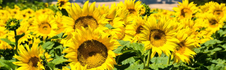A field of bright yellow sunflowers in full bloom under sunlight, with green leaves and stems visible among the flowers.