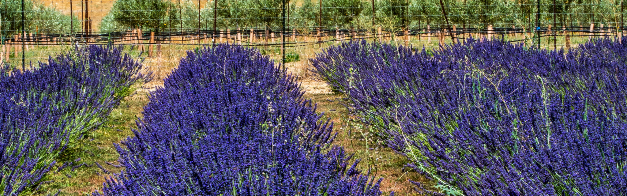 Rows of blooming lavender plants grow in a field, with green trees and a wire fence in the background.