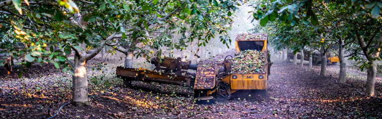 A yellow harvesting machine collects nuts from the ground in an orchard with trees on both sides.